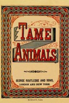 Tame Animals by Anonymous